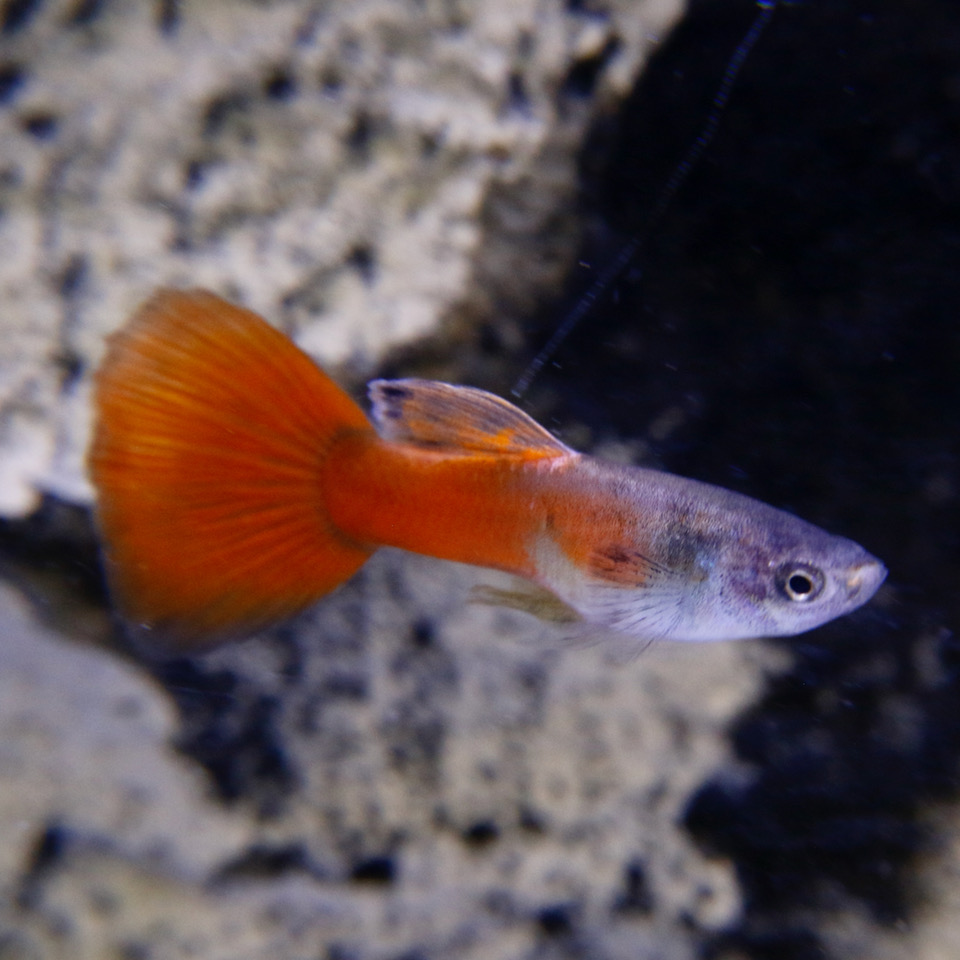 Poecilia ret.   Guppy red neon M